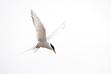 Arctic tern (sterna paradisaea) in flight, varanger, norway  