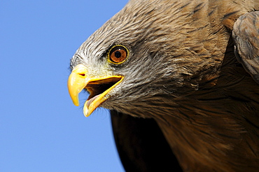 Yellow-billed kite (milvus aegyptius) close-up, captive, south africa