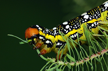 Spurge Hawkmoth (Hyles euphorbiae) fully grown larva feeding on cypress spurge leaf