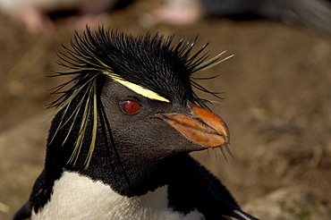 Rockhopper penguin (eudyptes chrysocome) bleaker island, falkland islands, close-up of head.