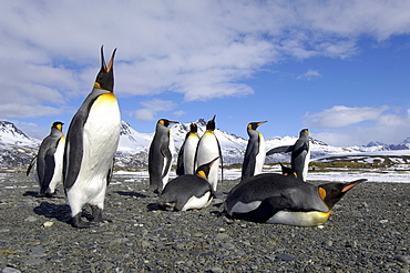 King penguins (aptenodytes patagonicus) fortuna bay, south georgia, group in snowy mountainous landscape.