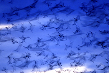 Straw-coloured fruit bat (eidolon helvum) kasanka national park, zambia, flock in flight, abstract image