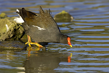 Moorhen (gallinula chloropus) next to water, uk