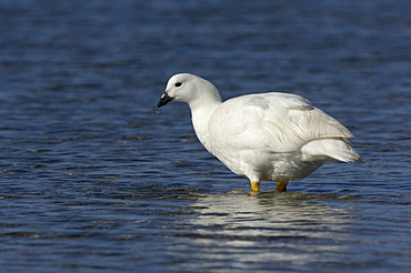 Kelp goose (chloephaga hybrida) male, falkland islands