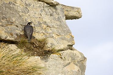 Cassins peregrine falcon (falco peregrinus cassini) new island, falkland islands, perched on cliff face.