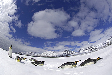 King penguins (aptenodytes patagonicus) st andrews bay, south georgia, small group in snowy landscape, fish-eye view