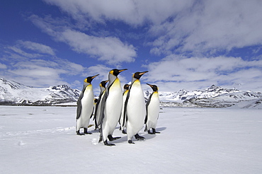 King penguin (aptenodytes patagonicus) st andrews bay, south georgia, small group in snowy landscape