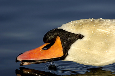 Mute swan (cygnus olor), buckinghamshire, uk, close-up of head, at water surface.