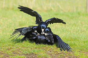 Rook (corvus frugilegus) several males trying to mate with a female, oxfordshire, uk  