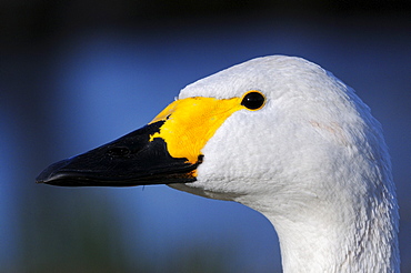 Bewick's Swan (Cygnus columbianus) close-up of head showing yellow and black beak, Slimbridge, UK