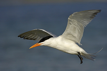 Royal tern (sterna maxima) florida, usa, in flight.