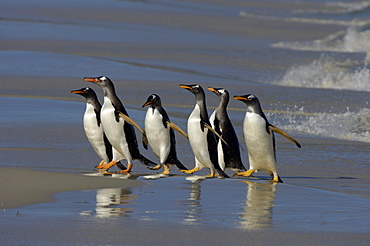 Gentoo penguin (pygoscelis papua) new island, falkland islands, group on beach, just emerged from the sea.