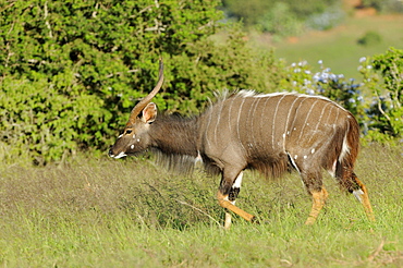 Nyala (tragelaphus angasi) male, eastern cape, south africa