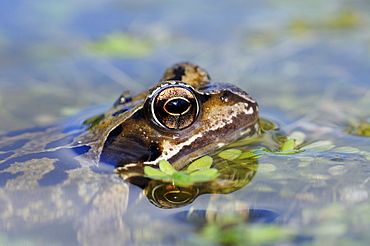 Common Frog (Rana temporaria) resting at water surface, close-up of head and eye, Oxfordshire, UK