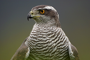 Northern goshawk. Accipiter gentilis. Close-up of and shoulders, captive. Scotland, uk.