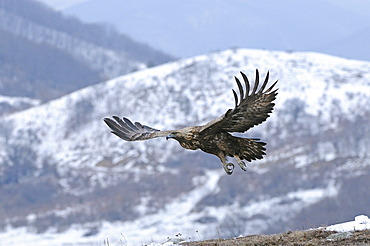 Golden eagle (aquila chrysaetos) in flight in winter, carpathian mountains, bulgaria  