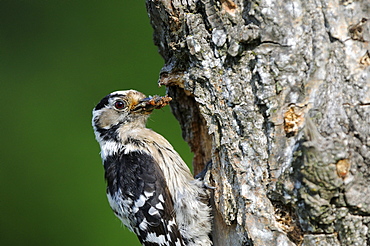 Lesser Spotted Woodpecker (Dendrocopos minor) female at nest hole with food, Bulgaria