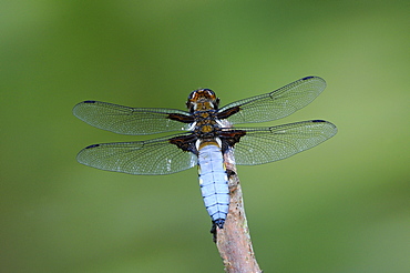 Broad-bodied chaser dragonfly (libellula depressa) male at rest on twig, oxfordshire, uk  