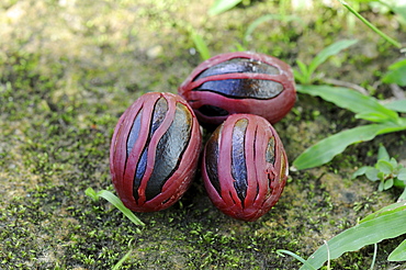 Nutmeg (myristica fragrans) ripe fruit covered in mace, trinidad  