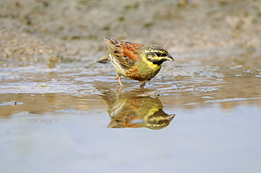 Cirl Bunting (Emberiza cirlus) male standing in pool of water, Bulgaria