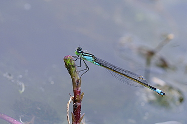 Blue-tailed damselfly (ischnura elegans) female at rest, oxfordshire, uk  