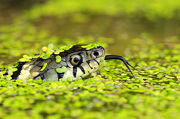 Grass snake (natrix natrix) head raised above water, covered in duckweed, tongue out, oxfordshire, uk