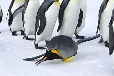 King penguin (aptenodytes patagonicus) st andrews bay, south georgia, lying down eating snow