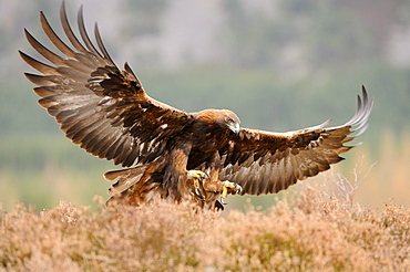 Golden eagle (aquila chrysaetos) about to land, wings spread, talons outstretched, scotland, captive