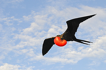 Magnificent frigatebird (fregata magnificens) in flight with inflated gular pouch, galapagos islands, ecuador  