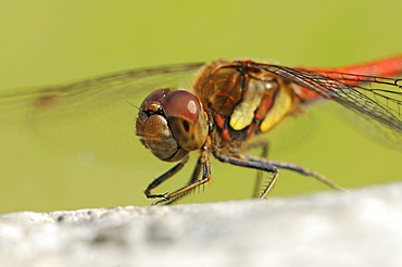 Common darter dragonfly (sympetrum striolatum) male at rest on rock, oxfordshire, uk  