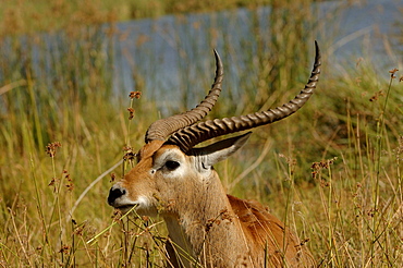 Male red lechwe. Kobus leche leche. Chobe, botswana