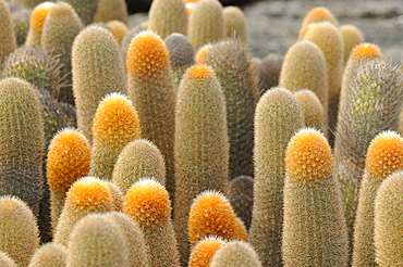 Lava cactus ( brachycereus nesioticus) close up og growing tips, galapagos islands, ecuador  