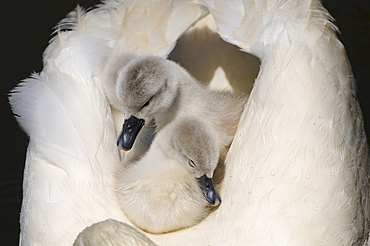 Mute swan (cygnus olor) cygnets on mothers back, abbotsbury, uk