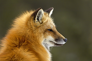 Portrait of american red fox (vulpes vulpes fulva), montana, usa