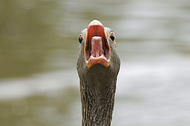 Greylag goose (anser anser) close-up of head, honking, tongue out, oxfordshire, uk