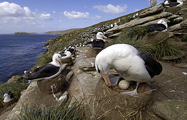 Black-browed albatross (diomedea melanophoris) falkland islands, sat on nest, showing egg and colony behind