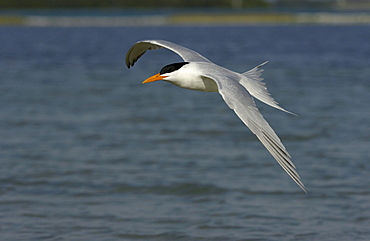 Royal tern (sterna maxima) florida, usa, in flight over water.