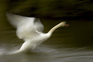 Mute swan (cygnus olor), oxfordshire, uk, taking off from water, blurred abstract image