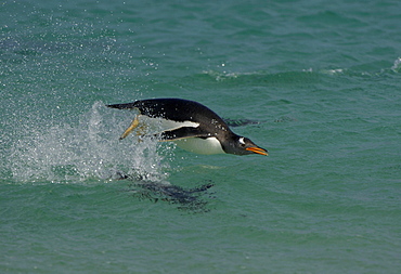 Gentoo penguin (pygoscelis papua) new island, falkland islands, porpoising, leaping from water.