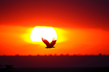 White-backed vulture (gyps africanus) in flight at sunset, masai mara, kenya  