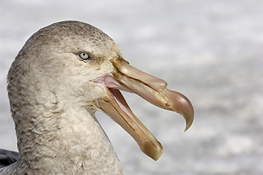 Southern giant petrel (macronectes giganteus) gold harbour, south georgia, close-up of head, portrait, beak open.