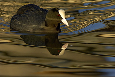 Fulica. Swimming reflection, uk