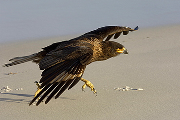 Striated caracara (phalcoboenus australis) new island, falkland islands, running along the beach, wings outstretched.