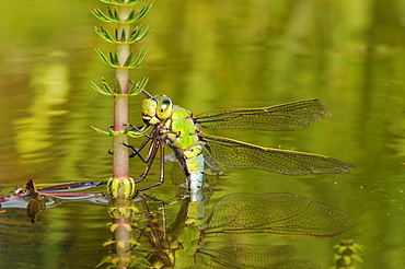 Emperor dragonfly (anax imperator) female laying eggs in aquatic vegetation, oxfordshire, uk  