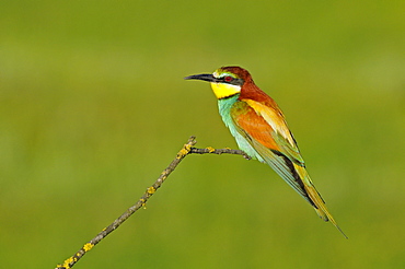 European Bee-eater (Merops apiaster) perched on twig, Bulgaria