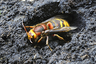 European hornet (vespa crabro) hibernating queen, oxfordshire, uk