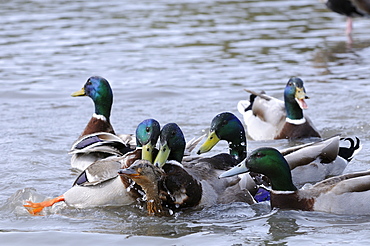 Mallard (anas platyrhynchos) several males trying to mate with one female, slimbridge, uk  