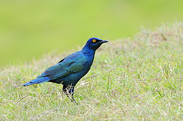 Cape glossy starling (lamprotornis nitens) eastern cape, south africa