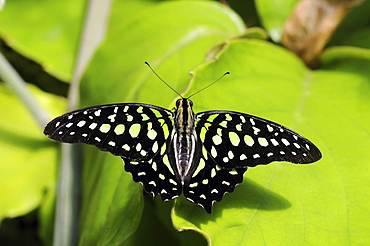 Tailed jay butterfly (graphium agamemnon) or green-spotted triangle, native to asia and australiasia