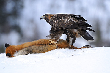 Golden eagle (aquiulas chrysaetos) feeding in snow on dead fox, norway  